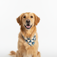 Build me a premium store that is going to sell pet supplies such as leashes, brushes, toys, and more for pets. Make sure there is 5 star reviews already and it is clean. The store name is going to be Pet Supplies
